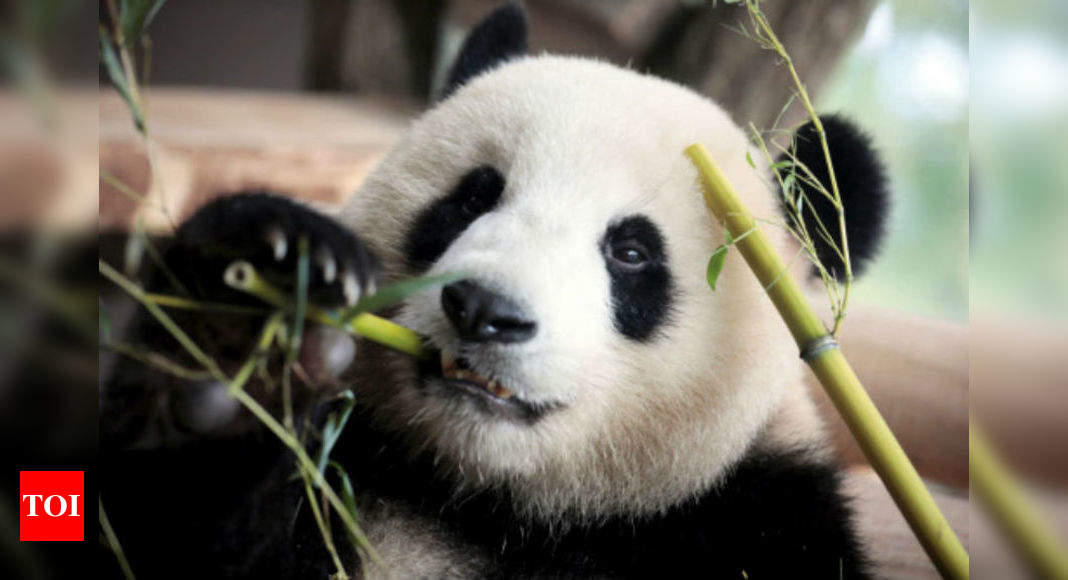 China's 'panda diplomacy': All you need to know - Times of India