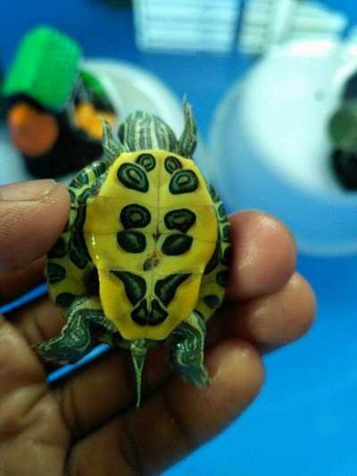 Pet sale turtles online