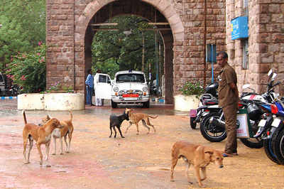 Kerala plans dog zoos to tackle stray menace