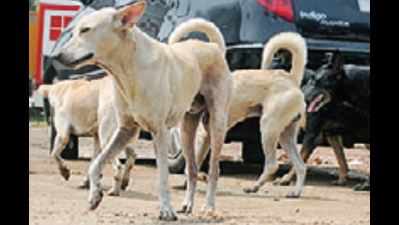 Stray dogs rehabilitation: Kerala government ignored objections