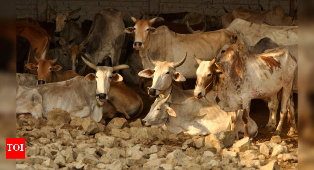 In a blow to Centre, SC stays contentious cattle sale rules | India ...