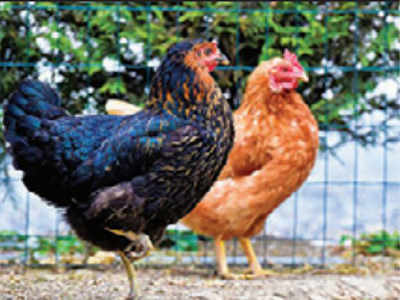 Happy hens are golden geese, eggs fetch owners more
