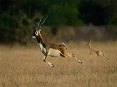 Punjab relaxes hunting licence norms | Chandigarh News - Times of India