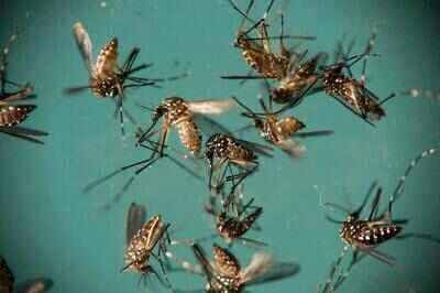 Zika: Zika unlikely to get worse due to prior dengue fever: Study ...