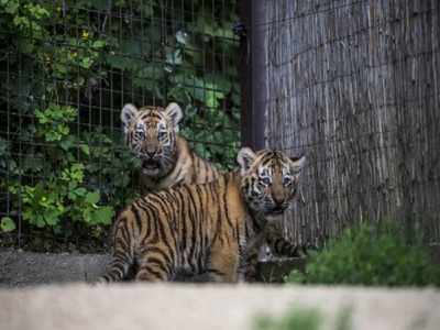 Green Eco: Saving 2 tigers gives more value than Mangalyaan!