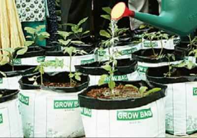 Grow bag hires stock photography and images  Alamy