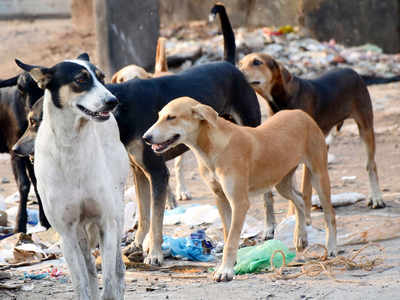 Dog Bite 9 Year Old Bitten By Stray Residents Blame Dog Lovers Gurgaon News Times Of India