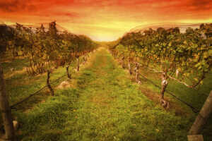 Sula Vineyards