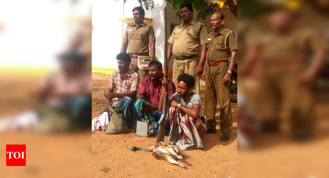 Three held for poaching peacock in Tamil Nadu | Chennai News - Times of ...