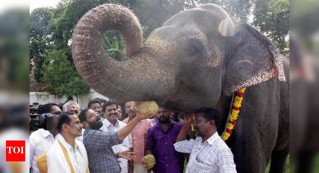 Rejuvenation therapy for temple elephants begins Thiruvananthapuram News Times of India