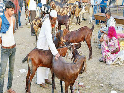 Gau rakshaks 'got the goat' of Raj farmers | Jaipur News - Times of India