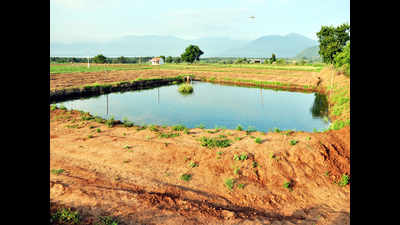 Villagers' hard work makes ponds brim with hope