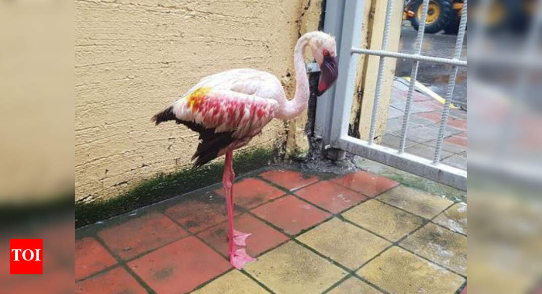 Flamingo Rescued: Injured flamingo rescued from Palghar, treated in ...