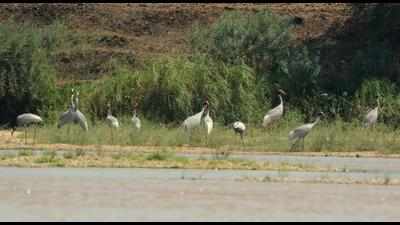 Congregation of sarus cranes in courtship mesmerizes wildlife lovers