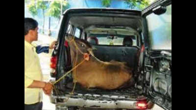 4 held for ferrying bullock crammed into back of SUV