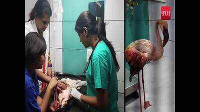 Injured flamingo rescued from Palghar, treated in Mumbai