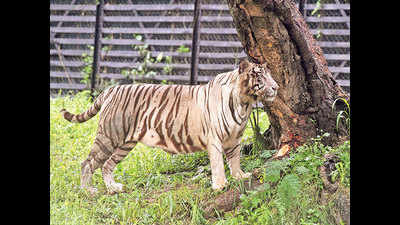 Delhi zoo's most popular resident - Vijay, the white tiger - turns 10, gets a birthday party!