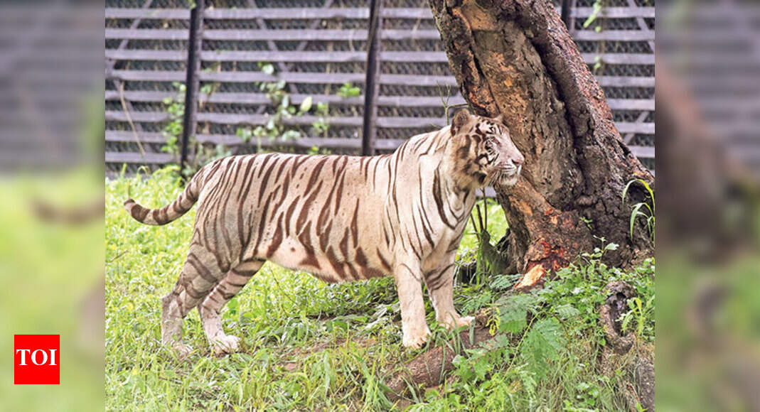 Vijay: Delhi zoo's most popular resident - Vijay, the white tiger ...