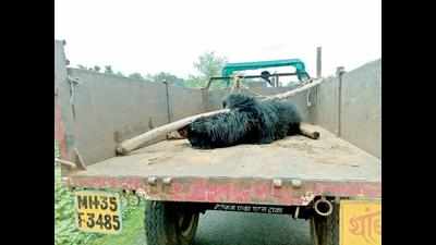 Another bear killed by train near Gondia