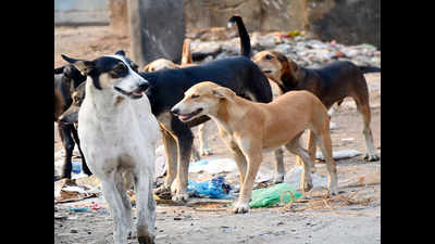 Stray dog bites around 20 people in Perumbavoor