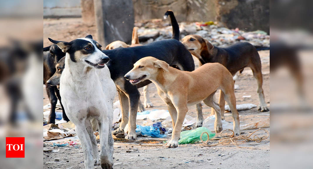 Stray dog bites around 20 people in Perumbavoor | Kochi News - Times of ...