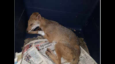 Female jackal rescued last week dies of cardiac failure
