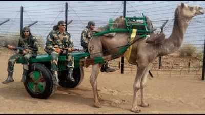 Camel carts: BSF's all-weather solution