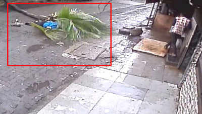 On cam: Woman dies after tree falls on her in Mumbai