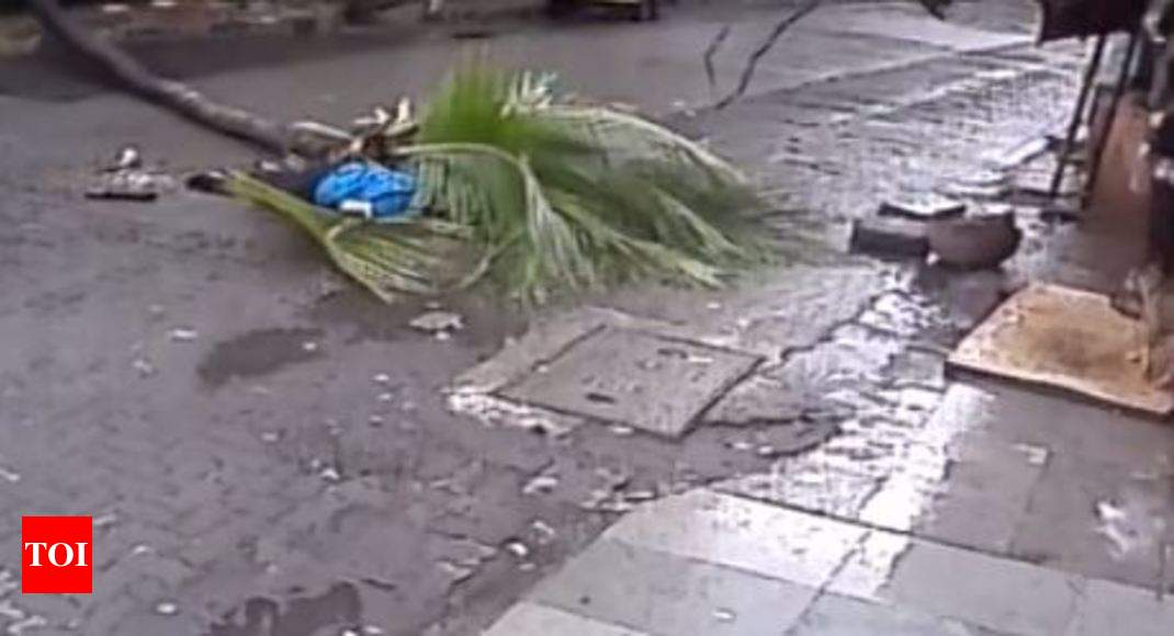 Tree falls on woman: Woman dies after coconut tree falls on her ...