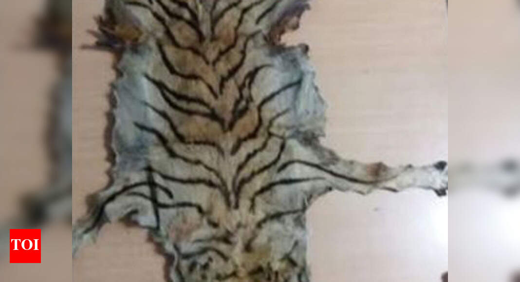 Tiger hide seized in Madhya Pradesh, 4 held | Bhopal News - Times of India