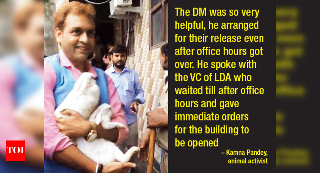 Animal lovers rescue rabbits from a building sealed by the LDA | Events ...