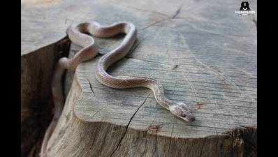 Agra: As many as six snakes rescued in one day