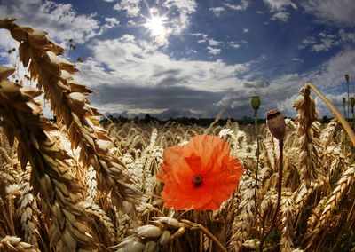 Poppy Seeds From China And Pakistan Flood Mp Market Bhopal News