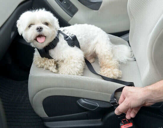 Tips for travelling with pets: all you need to do or avoid doing