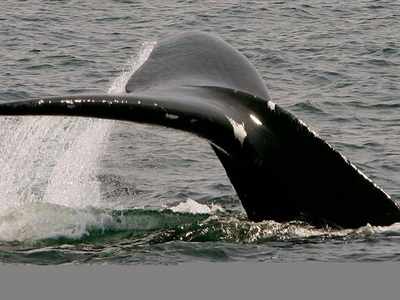 Humpback whales learn songs like humans: Study