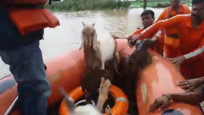 Watch: Animals rescued from flood in Gujarat