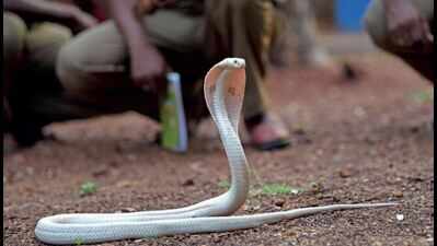 Guindy national park gets new attraction - white cobra