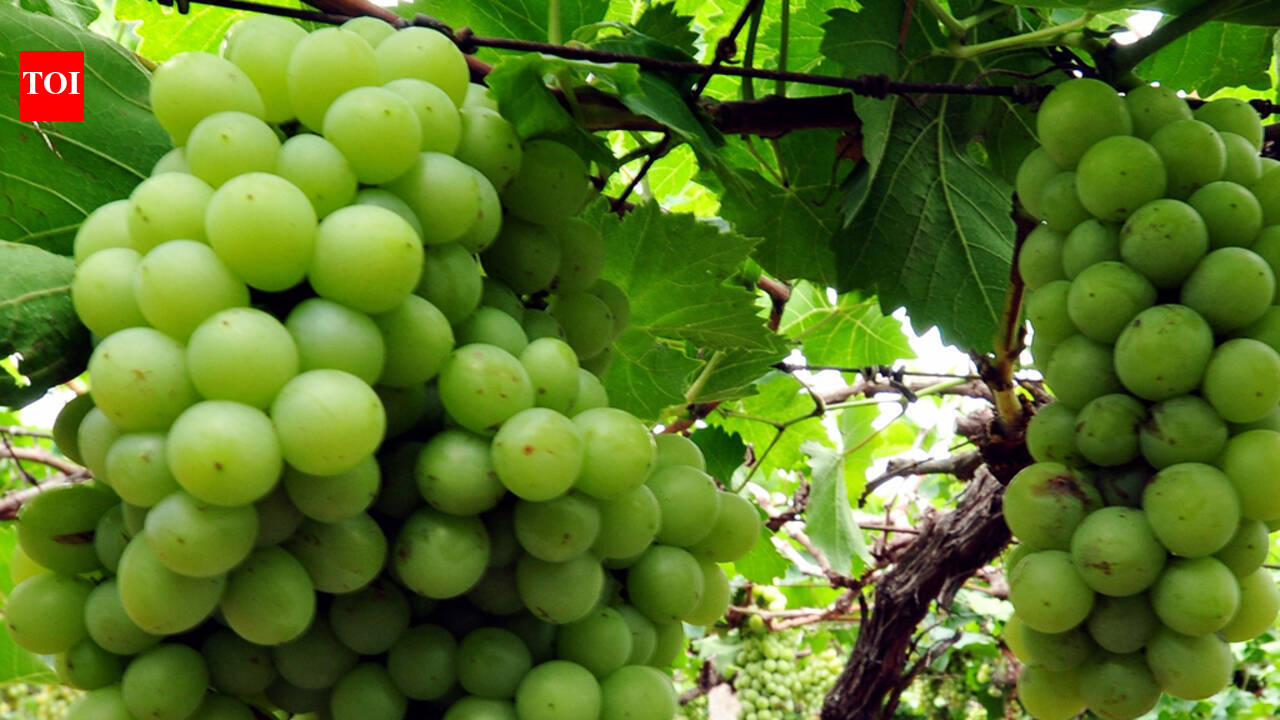 Area under grape plantation for exports grows by 30% in district ...