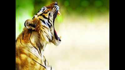 Big cat count in Karnataka better than other states