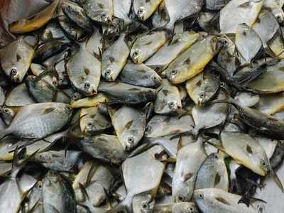 CMFRI gets Rs 9 crore to set up national brood banks for marine fishes