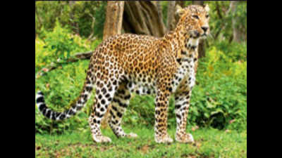 12-year-old gets too close to leopard trap, attacked