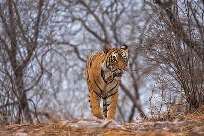 WE CAN AND WILL SAVE THE TIGER