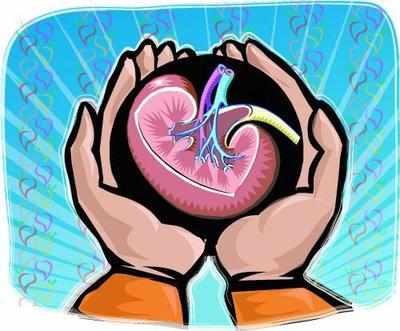Organ Transplant and Organ Donation in India. - EdhaCareDoctors - Medium