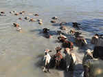 Cattle move through floodwater