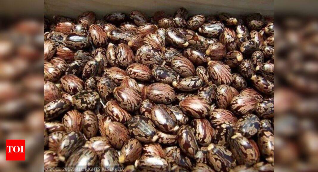 Castor Seed: 200 model castor farms to be set up in Gujarat | Ahmedabad ...