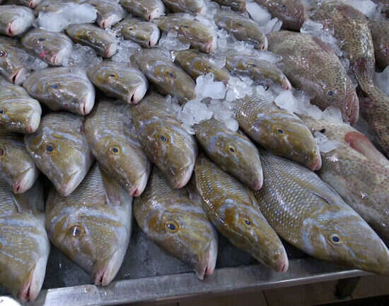 Port Zayed Fish Market