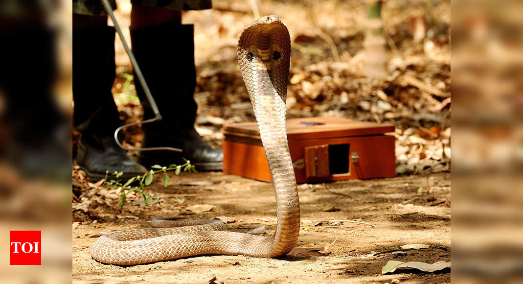 How king cobras build their nests - Discover Wildlife