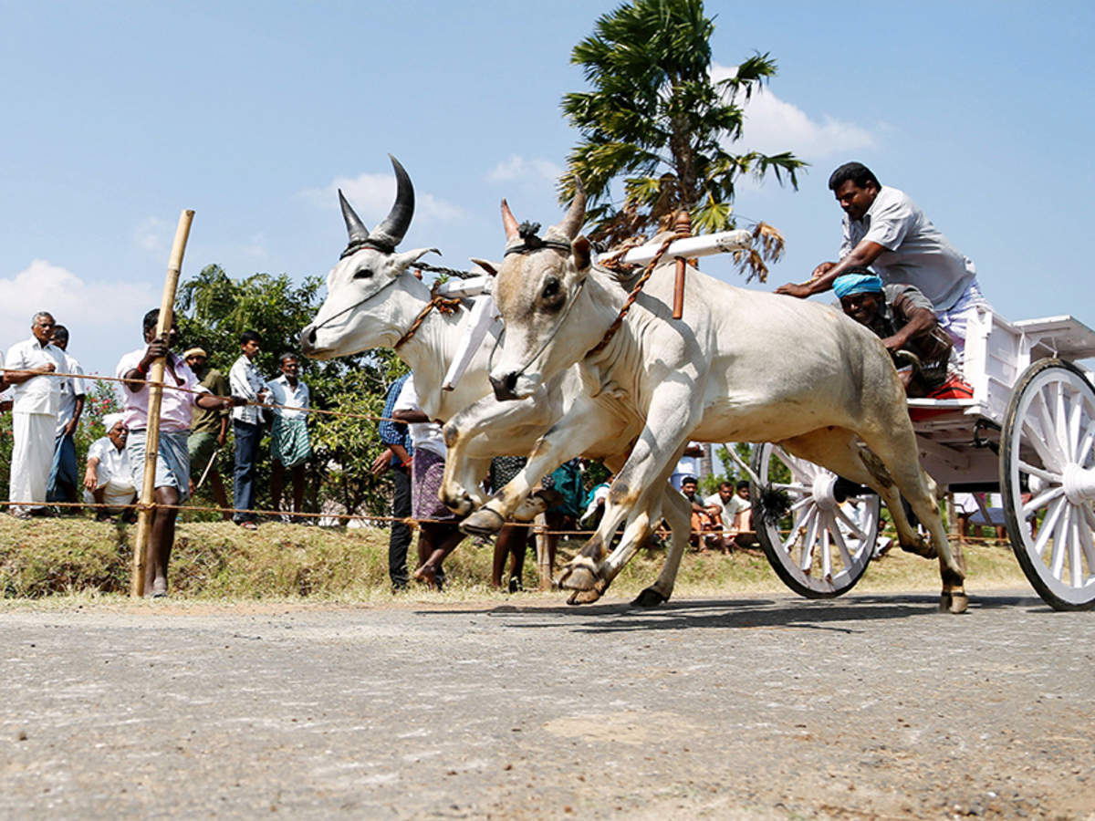 Maharashtra lifts ban on bullock cart races | Nagpur News - Times of India