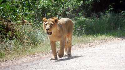 Lion population roars to 650 in Gujarat forests