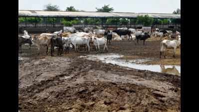 24 bovines dead, 27 take ill in Waghodiya